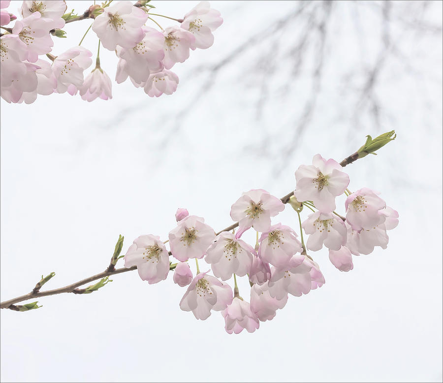 Cherry Blossoms #339 Photograph by Robert Ullmann