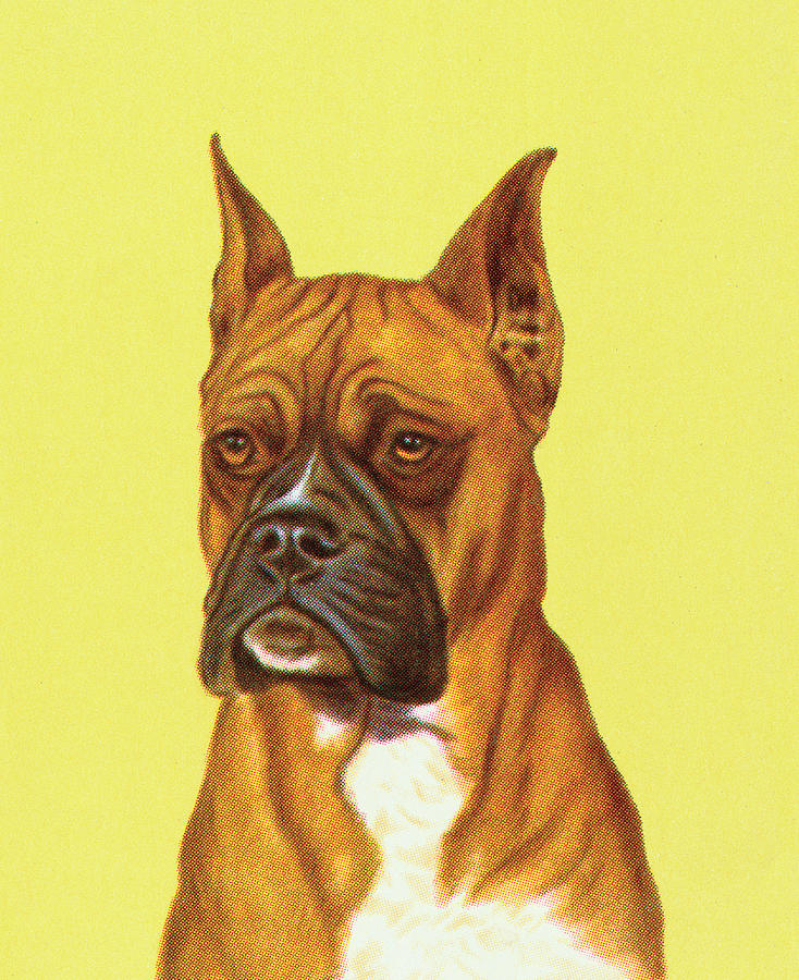 Vintage Drawing - Dog #34 by CSA Images