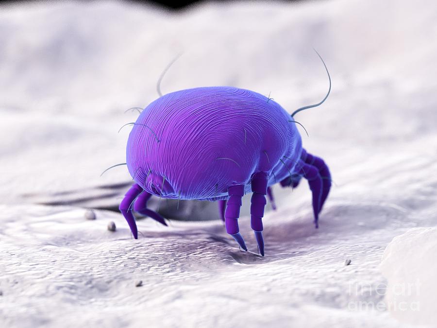 Dust Mite #34 Photograph by Sebastian Kaulitzki/science Photo Library