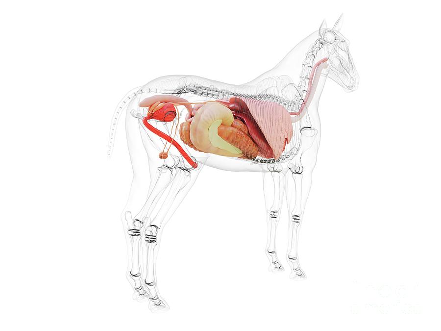 Equine Axis of Power Acupressure Session | AWG