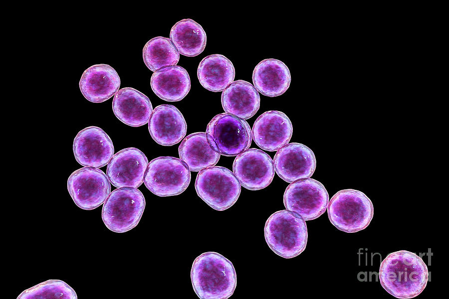 Mrsa Bacteria Photograph by Kateryna Kon/science Photo Library - Fine ...