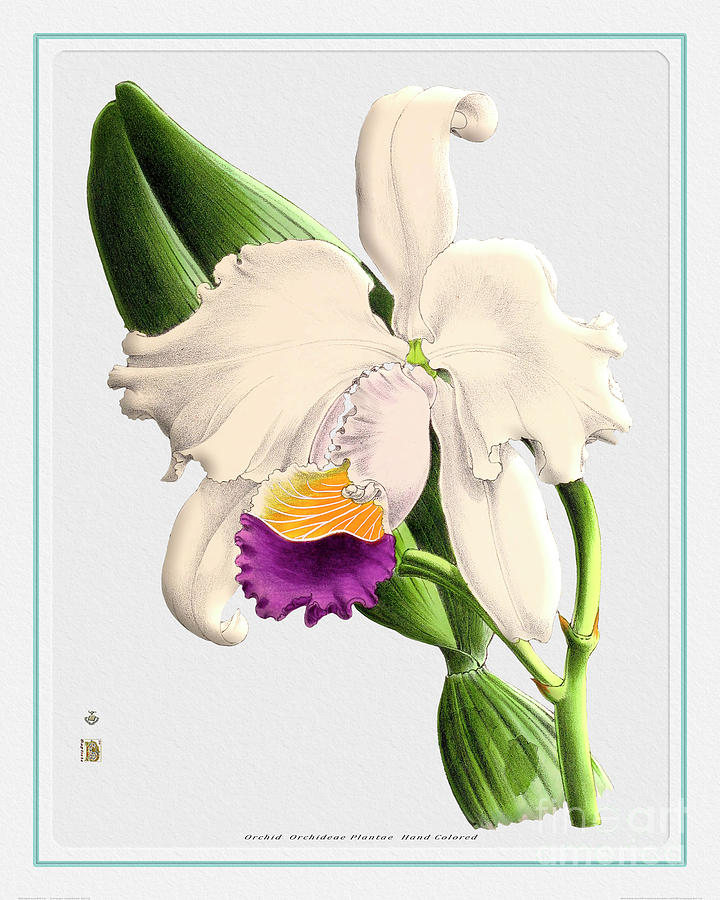 Orchid Flower Orchideae Plantae Antique Painting
