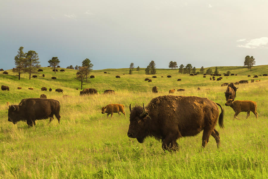 Bison Photograph - USA, South Dakota, Custer State Park #34 by Jaynes Gallery