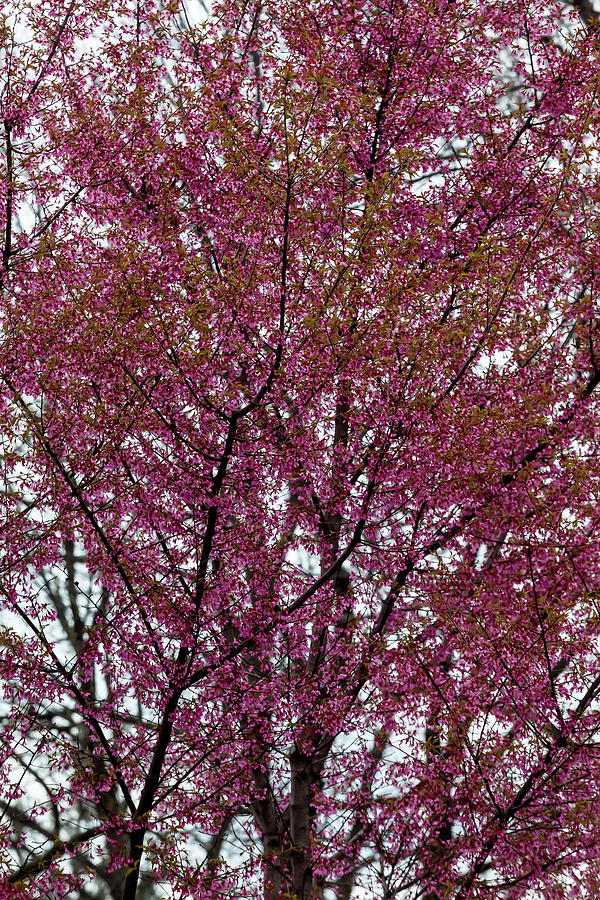 Cherry Blossoms #346 Photograph by Robert Ullmann