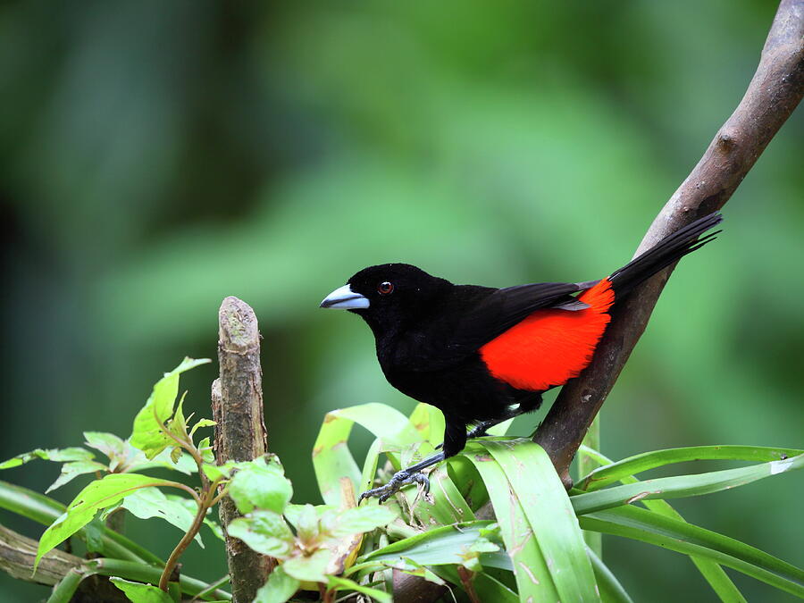 Scarlet ramped Tanager Bird Photograph by Alex Nikitsin - Pixels