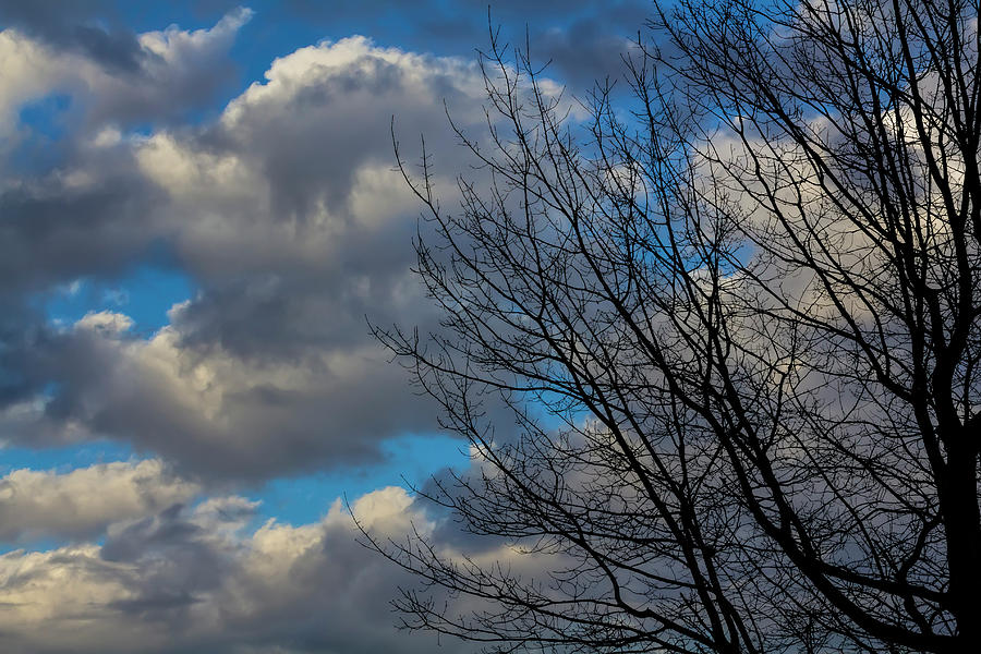 Branches and Clouds #35 Photograph by Robert Ullmann