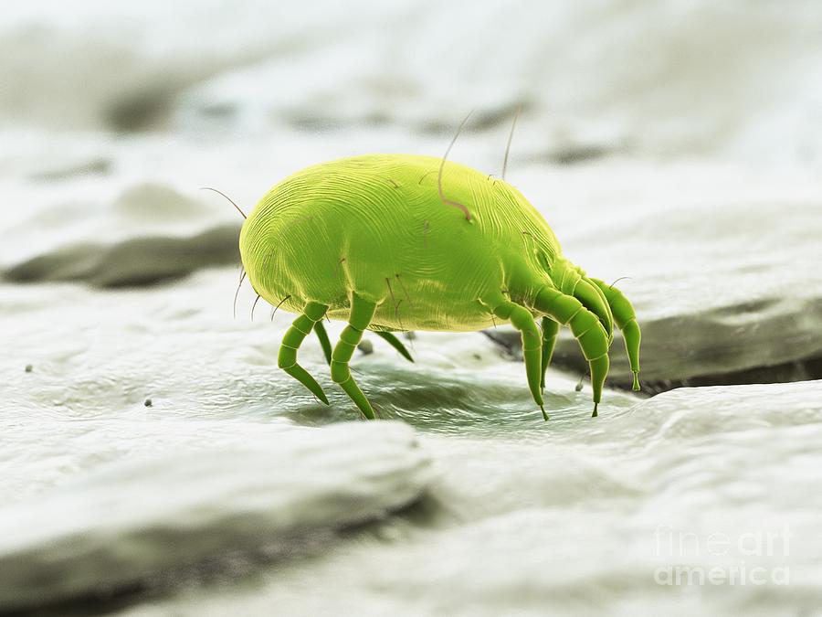 Dust Mite #35 Photograph by Sebastian Kaulitzki/science Photo Library