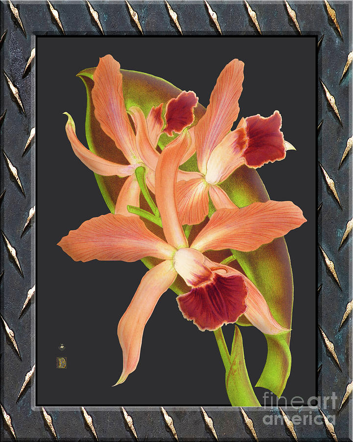 Orchid Vintage On Metal Rust Digital Art