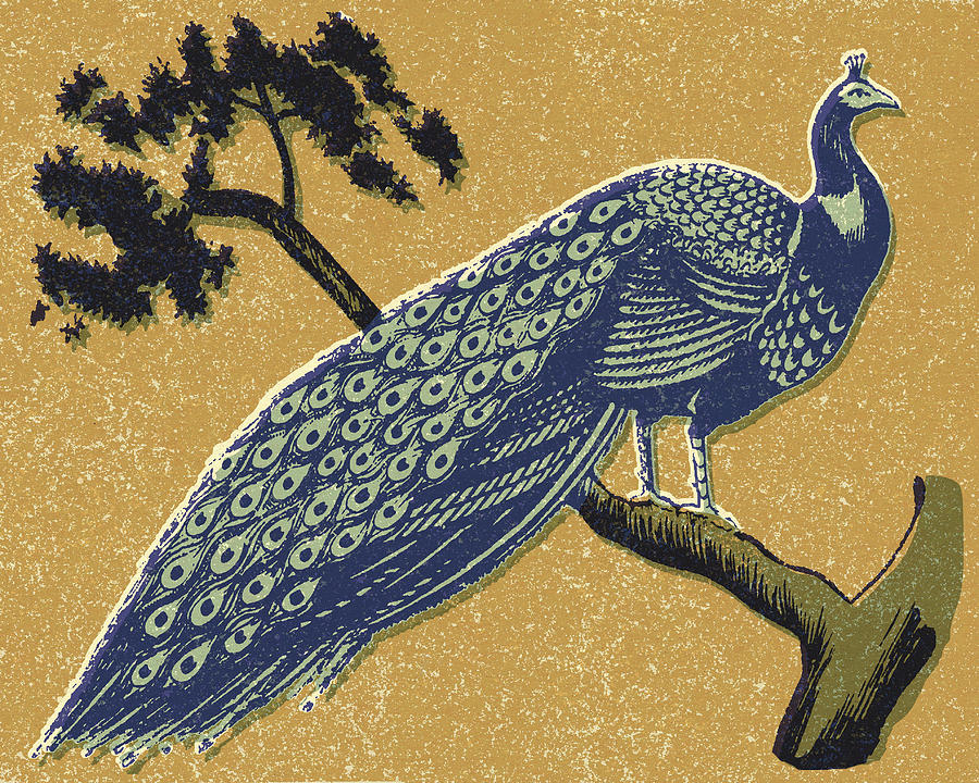 Peacock Drawing by CSA Images - Pixels