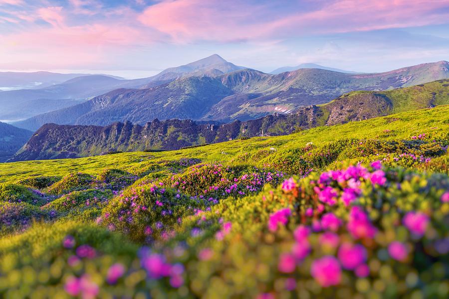 Summer Photograph - Rhododendron Flowers Covered Mountains #35 by Ivan Kmit