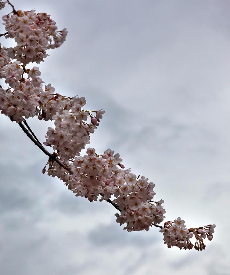 Cherry Blossoms #350 Photograph by Robert Ullmann