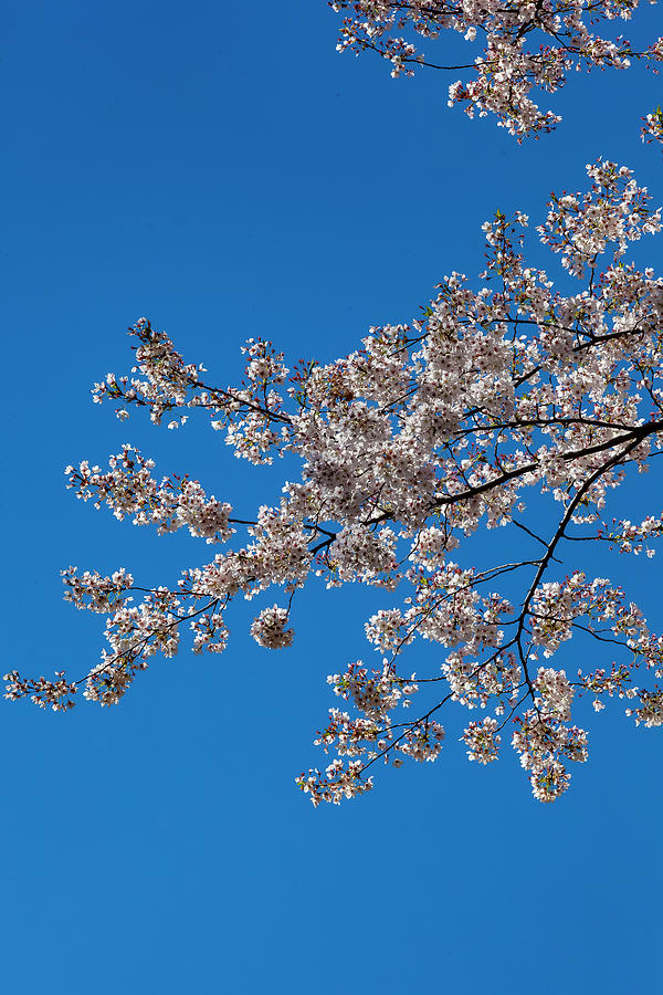 Cherry Blossoms #353 Photograph by Robert Ullmann