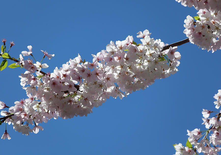 Cherry Blossoms #354 Photograph by Robert Ullmann