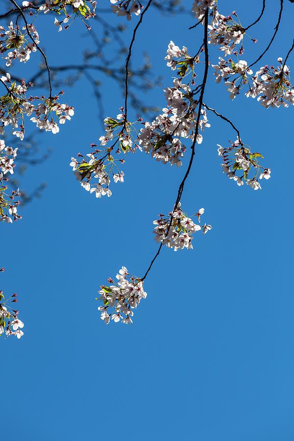 Cherry Blossoms #355 Photograph by Robert Ullmann