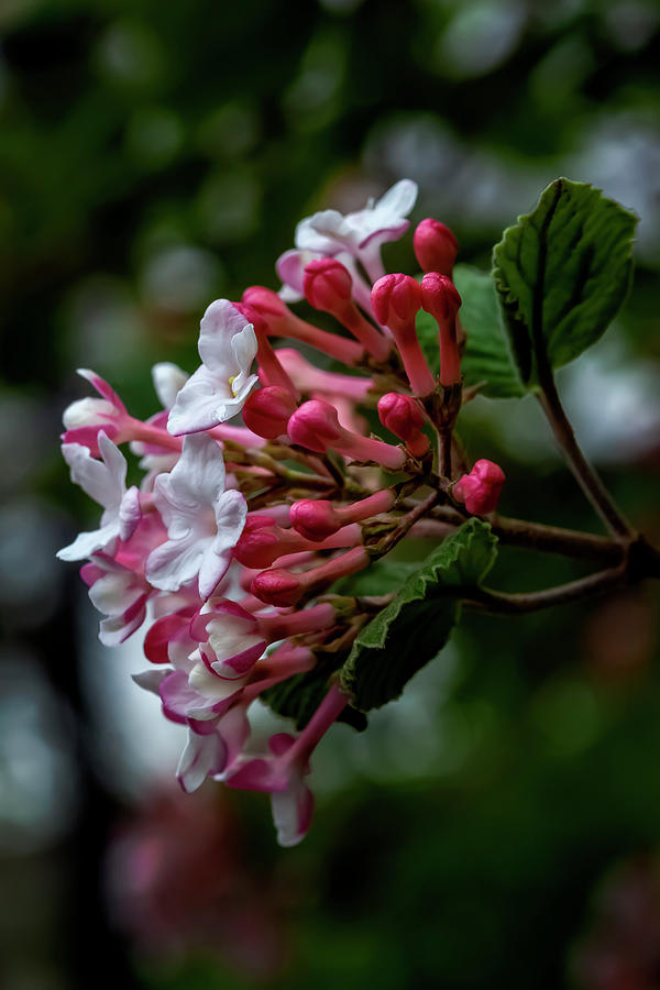 Cherry Blossoms #357 Photograph by Robert Ullmann