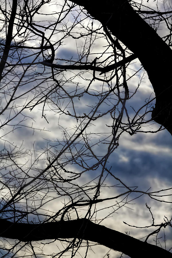 Branches and Clouds #36 Photograph by Robert Ullmann