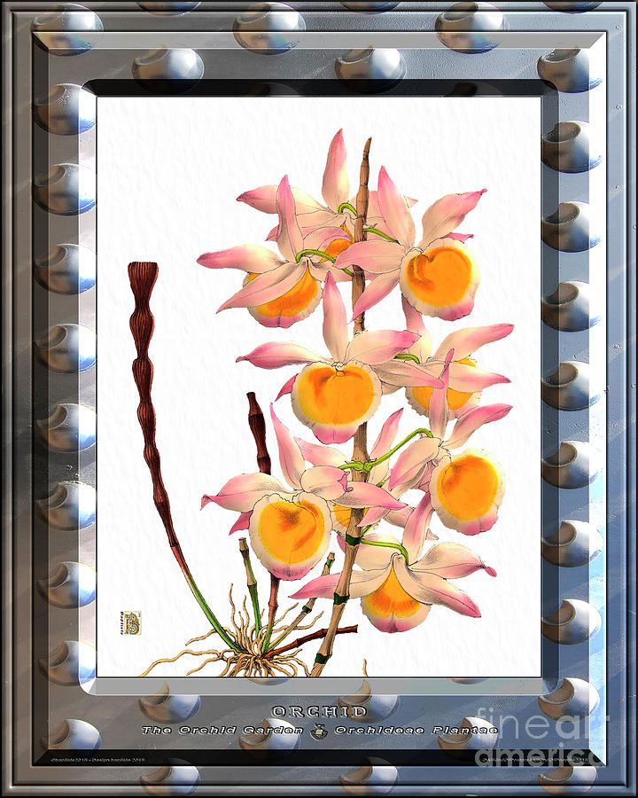 Vintage Digital Art - Classic Vintage Orchid and Hyper-Realism Metal Alu Painting #36 by Baptiste Posters