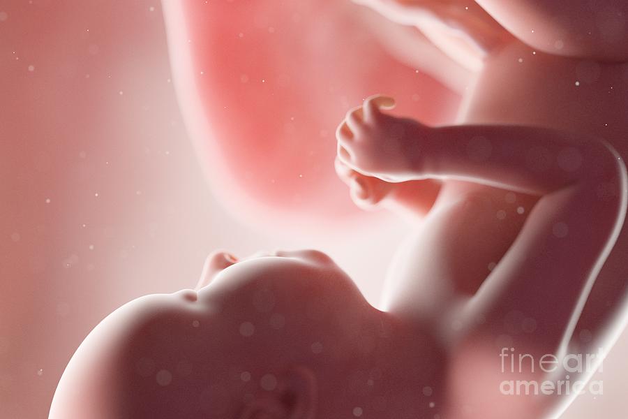 Human Foetus #36 Photograph by Sebastian Kaulitzki/science Photo Library