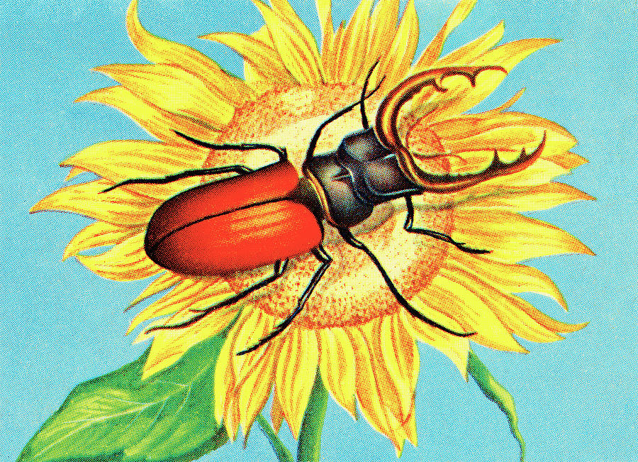 Sunflower Drawing - Insect #36 by CSA Images