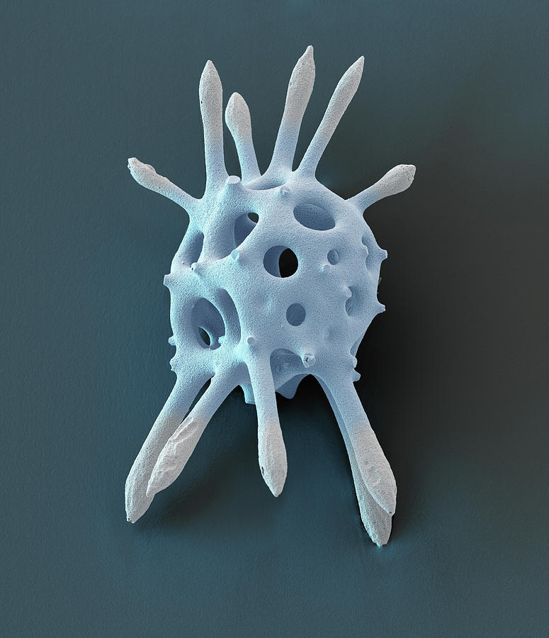 Radiolarian, Sem #36 Photograph by Oliver Meckes EYE OF SCIENCE