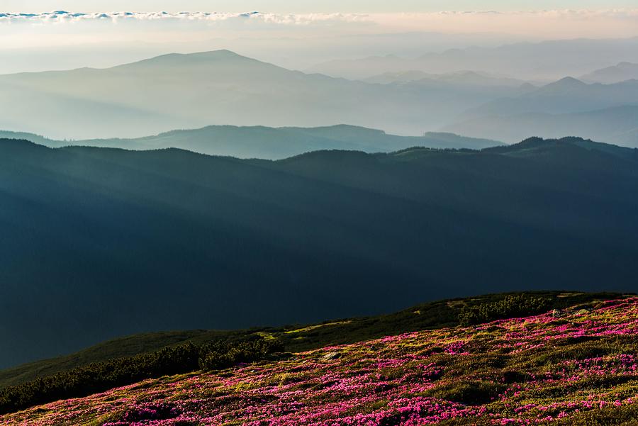 Summer Photograph - Rhododendron Flowers Covered Mountains #36 by Ivan Kmit