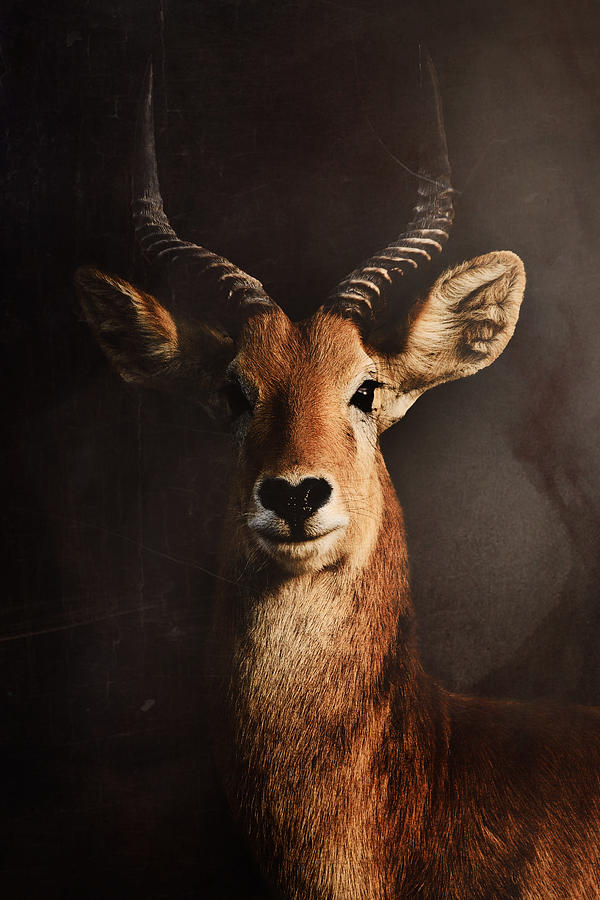 Animal Photograph - Untitled #36 by Antonio Grambone