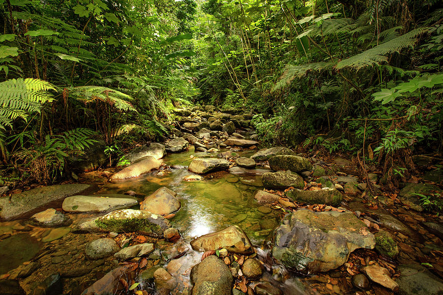 Yunque Natl Forest, Puerto Rico #36 Digital Art by Claudia Uripos