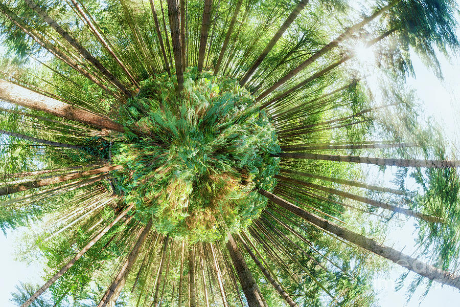 360 Degree Of A Pine Woodland  Photograph by Simon Bratt