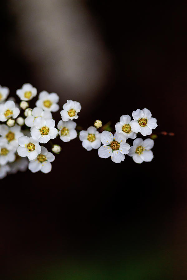 Cherry Blossoms #361 Photograph by Robert Ullmann