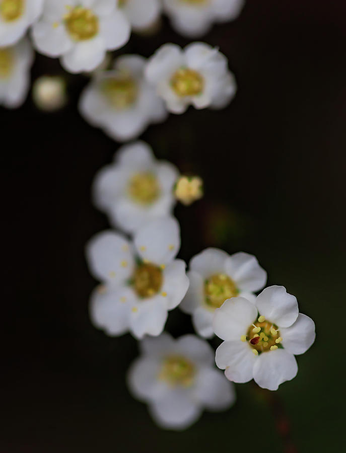 Cherry Blossoms #362 Photograph by Robert Ullmann