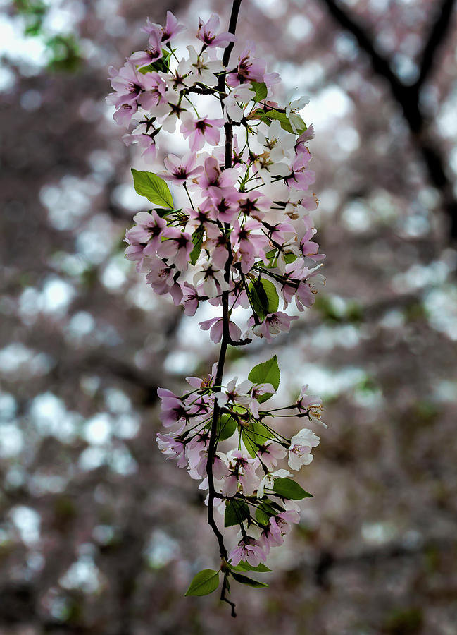 Cherry Blossoms #365 Photograph by Robert Ullmann