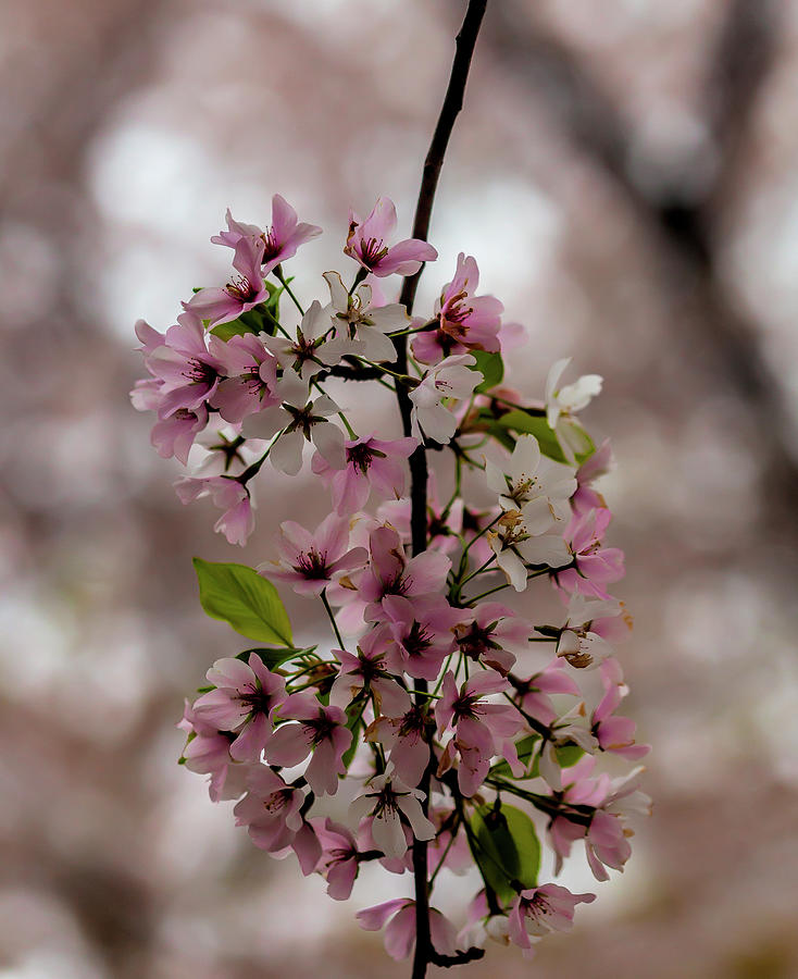 Cherry Blossoms #366 Photograph by Robert Ullmann