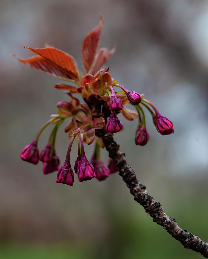 Cherry Blossoms #367 Photograph by Robert Ullmann