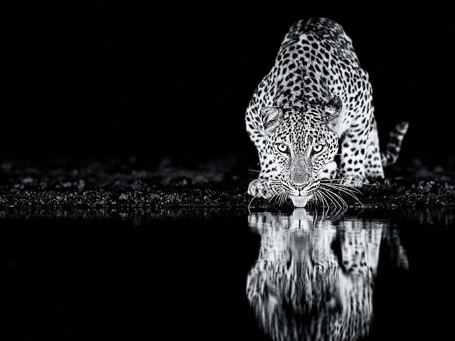 Wildlife Photograph -  #37 by Amnon Eichelberg