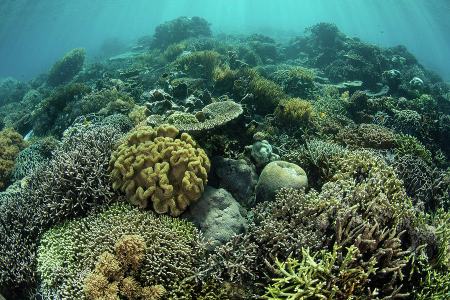 A Beautiful Coral Reef Thrives #37 Photograph by Ethan Daniels