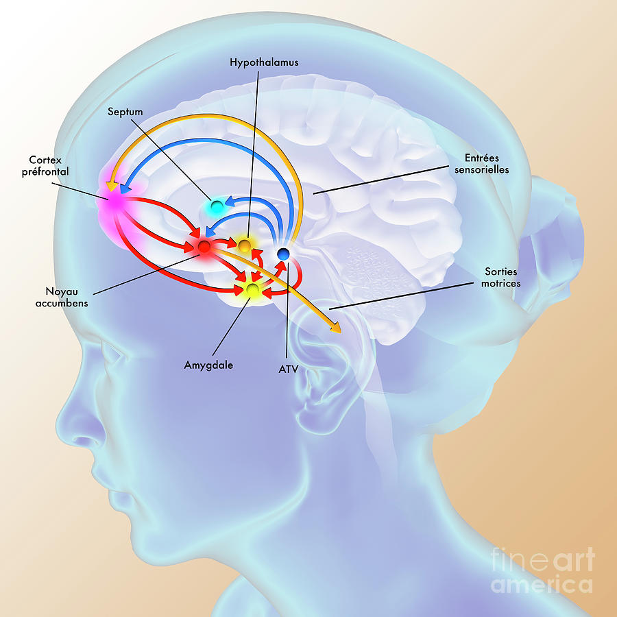 brain-reward-pathway-photograph-by-fernando-da-cunha-science-photo