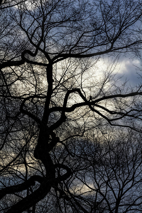 Branches And Clouds Photograph