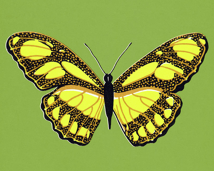 Butterfly Drawing - Butterfly #37 by CSA Images