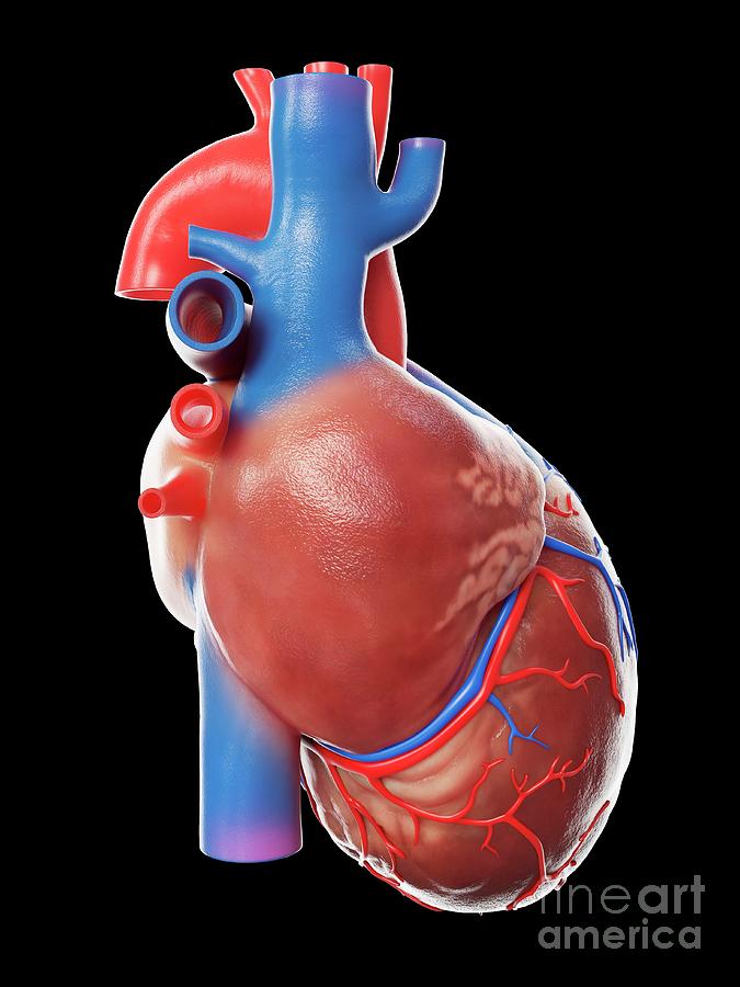 Human Heart #37 Photograph by Sebastian Kaulitzki/science Photo Library