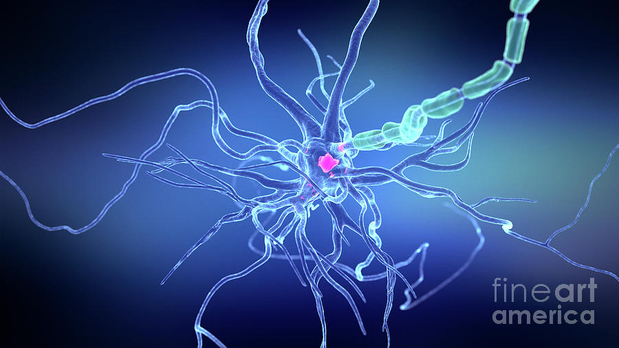 Human Nerve Cell #37 Photograph by Sebastian Kaulitzki/science Photo Library