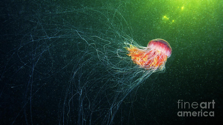 Nature Photograph - Lions Mane Jellyfish #37 by Alexander Semenov/science Photo Library