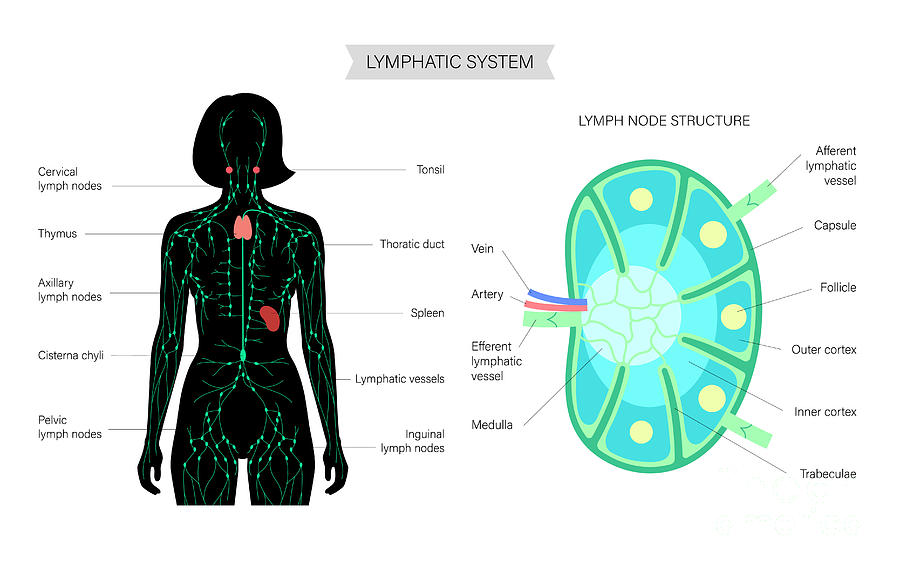 Lymphatic System Photograph by Pikovit / Science Photo Library - Fine ...