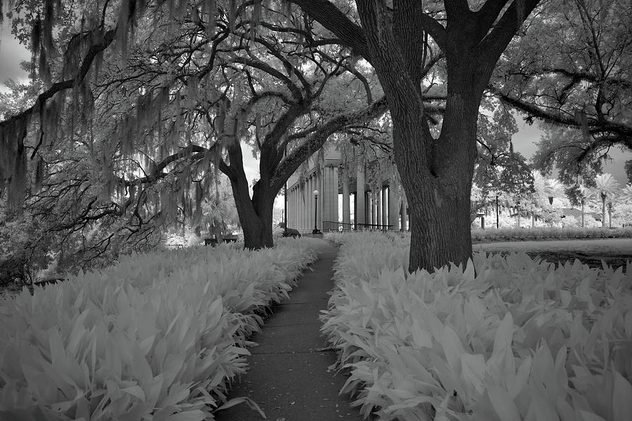 Noma Besthoff Sculpture Garden City Park New Orleans 2019 In Infrared Photograph