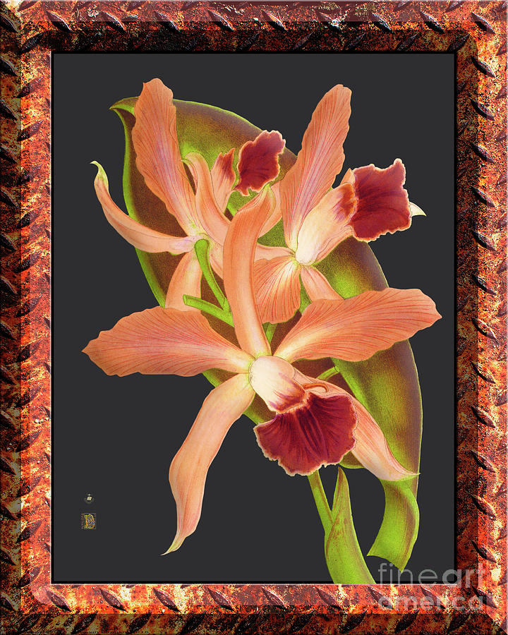 Orchid Vintage On Metal Rust Digital Art