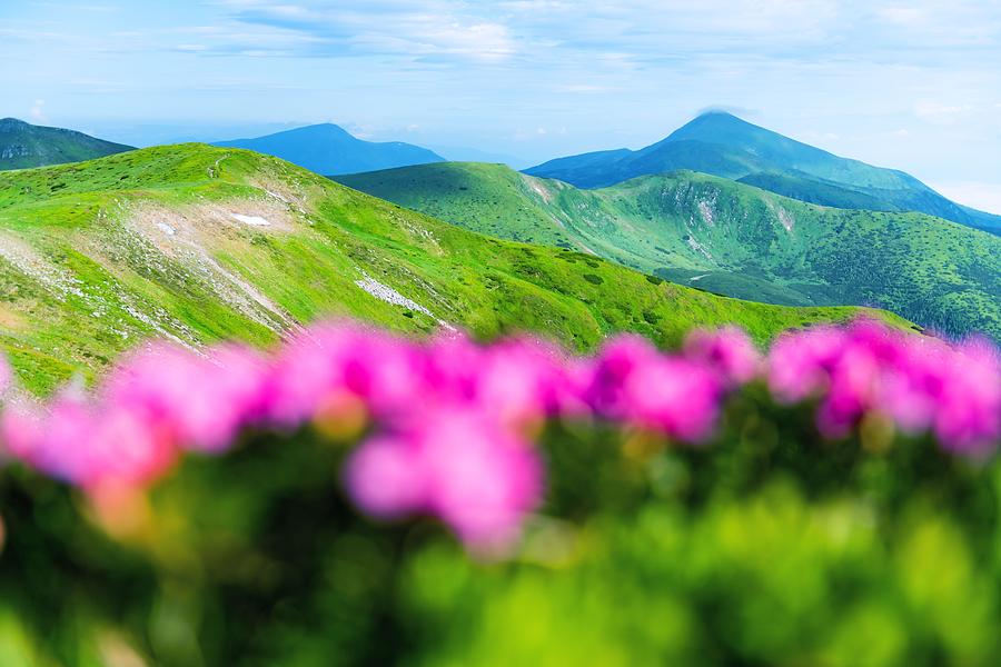 Summer Photograph - Rhododendron Flowers Covered Mountains #37 by Ivan Kmit