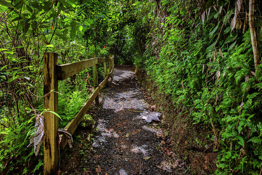 Yunque Natl Forest, Puerto Rico #37 Digital Art by Claudia Uripos