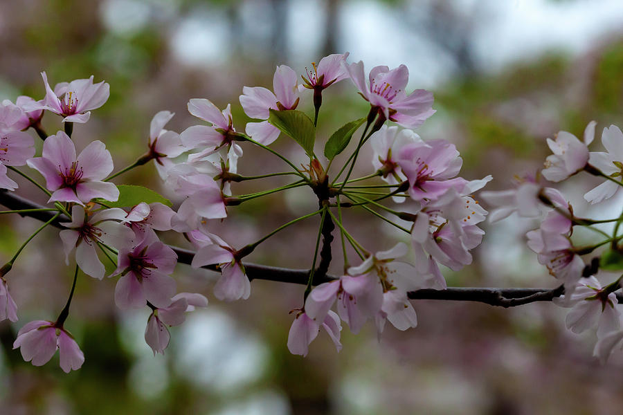 Cherry Blossoms #374 Photograph by Robert Ullmann