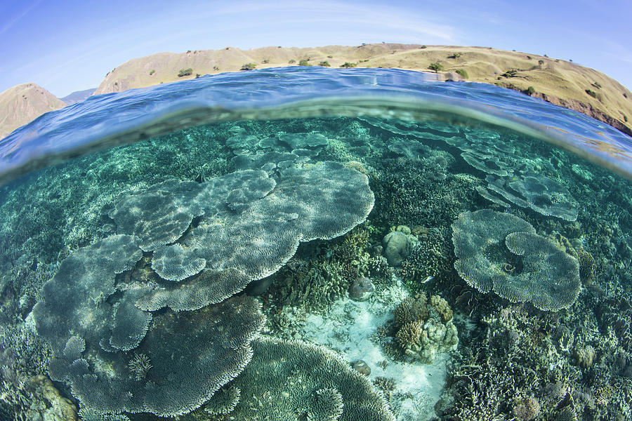 A Beautiful Coral Reef Thrives #38 Photograph by Ethan Daniels