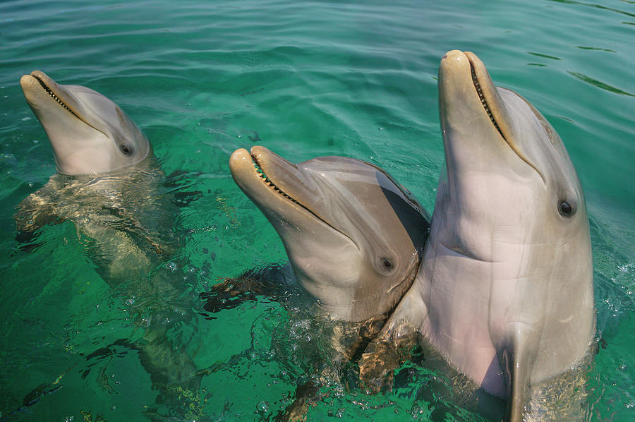 Bottlenose Dolphins, Caribbean Sea Photograph By Stuart Westmorland ...