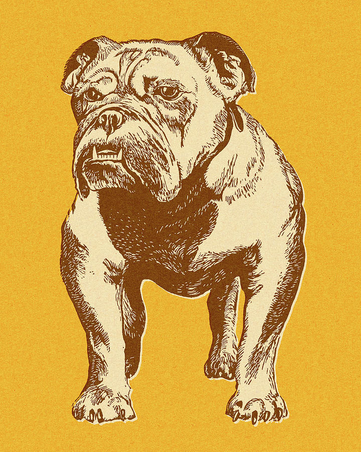 Vintage Drawing - Bulldog #38 by CSA Images